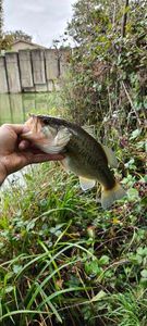 Largemouth Bass