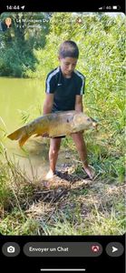 Mirror Carp