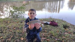 Common Bream