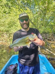 Largemouth Bass