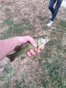 Largemouth Bass