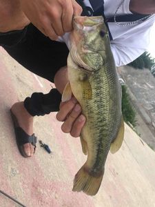 Largemouth Bass