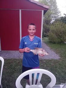 Common Bream