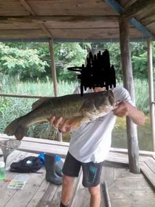 Largemouth Bass