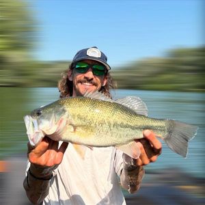 Largemouth Bass