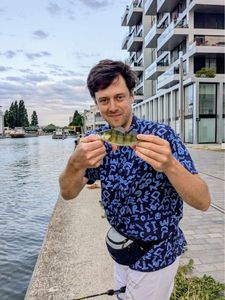 European Perch