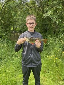 European Perch
