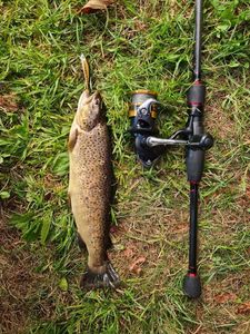 Brown Trout
