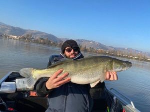 Zander