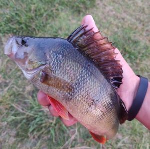 European Perch