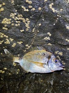 Common Two-Banded Seabream