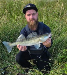 Zander