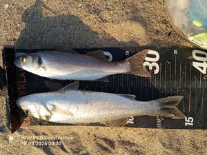 European Bass (Seabass)