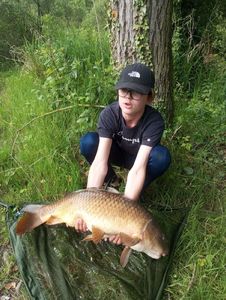 Common Carp