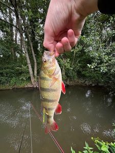 European Perch