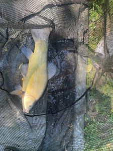 Tench