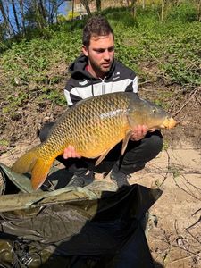 Common Carp