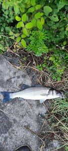 European Bass (Seabass)