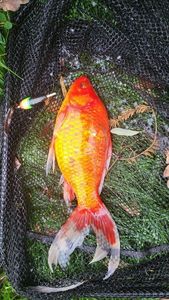 Goldfish