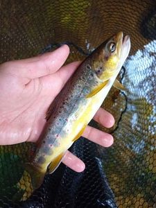 Brown Trout