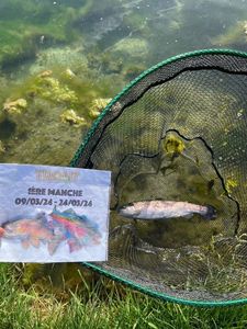 Rainbow Trout