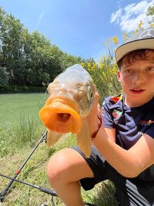 Mirror Carp