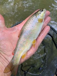 Brown Trout