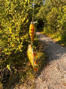 European Perch