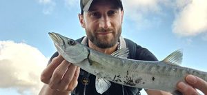 Great Barracuda