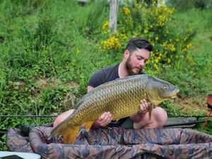 Common Carp