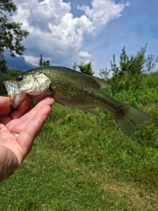 Largemouth Bass