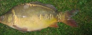Mirror Carp