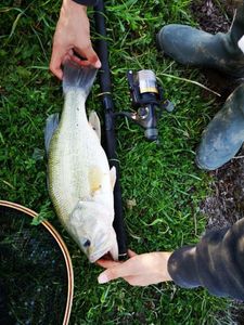 Largemouth Bass