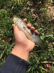 Brown Trout