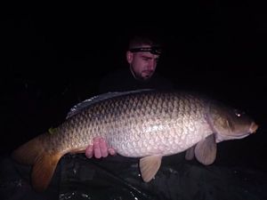 Common Carp