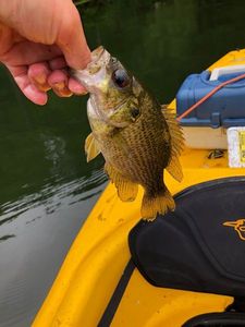 Rock Bass