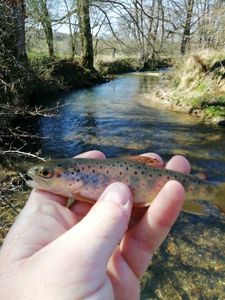 Brown Trout