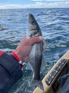 European Bass (Seabass)