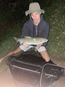 Barbel