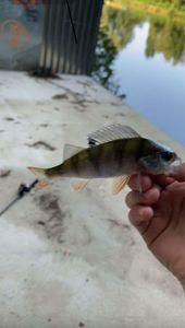 European Perch