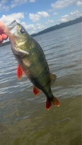 European Perch