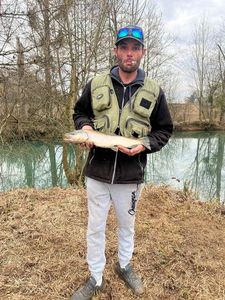 Brown Trout