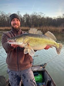 Zander