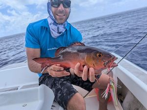 Two-spot Red Snapper