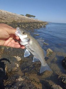 European Bass (Seabass)