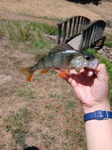 European Perch