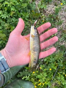 Brown Trout