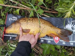 Common Carp