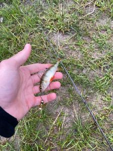 European Perch
