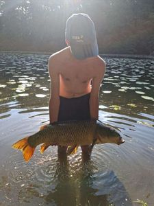 Common Carp
